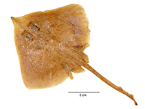 Image of Okamejei ornata (Ornate skate)