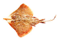 Image of Orbiraja powelli (Indian ring skate)