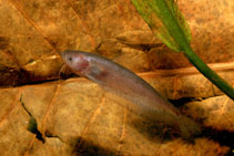 Image of Ompok fumidus 