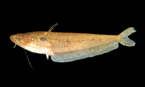 Image of Ompok siluroides 