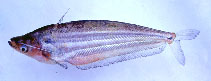 Image of Ompok urbaini 