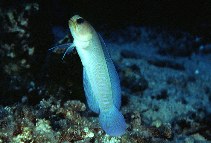 Image of Opistognathus aurifrons (Yellowhead jawfish)