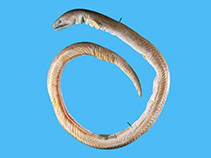 Image of Ophichthus bicolor (Bicolored snake eel)