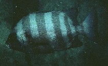 Image of Oplegnathus fasciatus (Barred knifejaw)