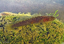 Image of Ophiogobius jenynsi 