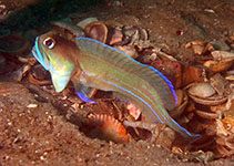 Image of Opistognathus lonchurus (Moustache jawfish)