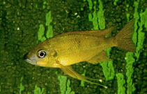 Image of Ophthalmotilapia nasuta 