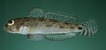 Image of Opua nephodes (Cloudy goby)