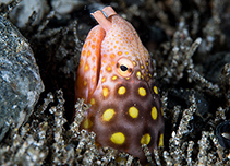 Image of Ophichthus polyophthalmus (Many-eyed snake-eel)