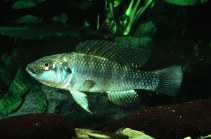 Image of Oreochromis grahami (Magadi tilapia)