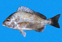 Image of Orthopristis chalceus (Brassy grunt)