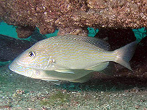 Image of Orthopristis chrysoptera (Pigfish)