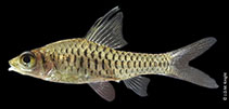 Image of Oreichthys cosuatis 