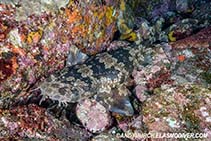 Image of Orectolobus japonicus (Japanese wobbegong)