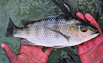 Image of Oreochromis karongae (Karonga tilapia)