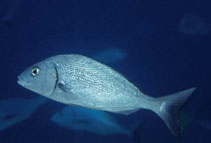 Image of Microlepidotus lethopristis (Scalyfin grunt)