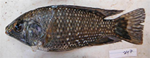 Image of Oreochromis leucostictus (Blue spotted tilapia)