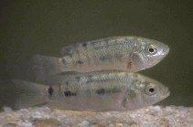 Image of Oreochromis mossambicus (Mozambique tilapia)