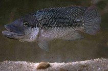 Image of Oreochromis mossambicus (Mozambique tilapia)