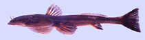 Image of Oreoglanis nakasathiani 