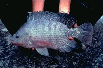 Image of Oreochromis niloticus (Nile tilapia)