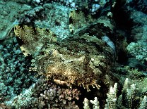 Image of Orectolobus ornatus (Ornate wobbegong)