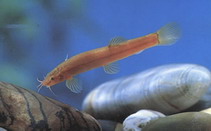 Image of Oreonectes platycephalus (Flat-headed loach)