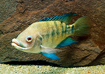 Image of Oreochromis spilurus (Sabaki tilapia)