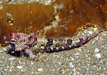 Image of Orthonopias triacis (Snubnose sculpin)