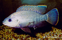 Image of Oreochromis variabilis (Victoria tilapia)