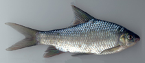 Image of Osteochilichthys brevidorsalis (Kantaka barb)