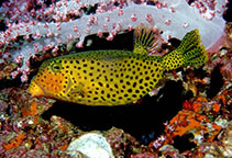 Image of Ostracion cyanurus (Bluetail trunkfish)