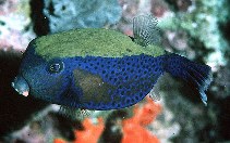 Image of Ostracion cyanurus (Bluetail trunkfish)