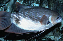 Image of Osphronemus laticlavius (Giant red tail gourami)