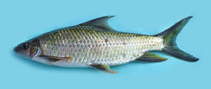 Image of Osteochilus longidorsalis 