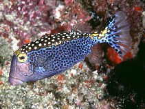 Image of Ostracion meleagris (Spotted boxfish)