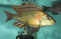 Image of Otopharynx tetrastigma 