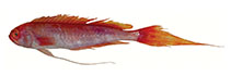 Image of Owstonia contodon 