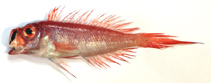 Image of Owstonia weberi 