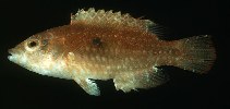 Image of Oxycheilinus bimaculatus (Two-spot wrasse)