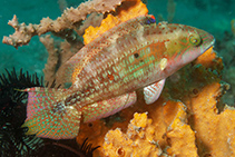 Image of Oxycheilinus bimaculatus (Two-spot wrasse)