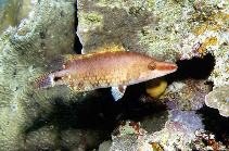 Image of Oxycheilinus celebicus (Celebes wrasse)