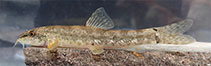 Image of Oxynoemacheilus chaboras 