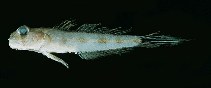 Image of Oxyurichthys heisei (Ribbon goby)