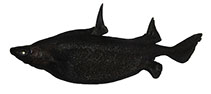 Image of Oxynotus japonicus (Japanese roughshark)