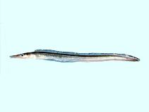 Image of Oxyconger leptognathus (Shorttail pike conger)