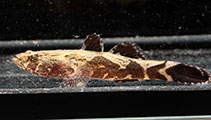 Image of Oxyeleotris marmorata (Marble goby)