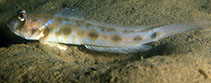 Image of Oxyurichthys petersii (Peter\