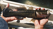 Image of Oxyeleotris selheimi (Giant gudgeon)