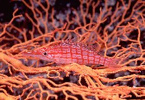 Image of Oxycirrhites typus (Longnose hawkfish)